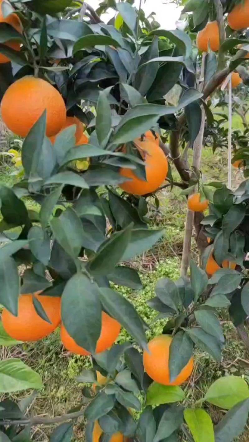 皮薄如纸，细嫩无渣、酸甜多汁，又特别好剥，无籽纯甜