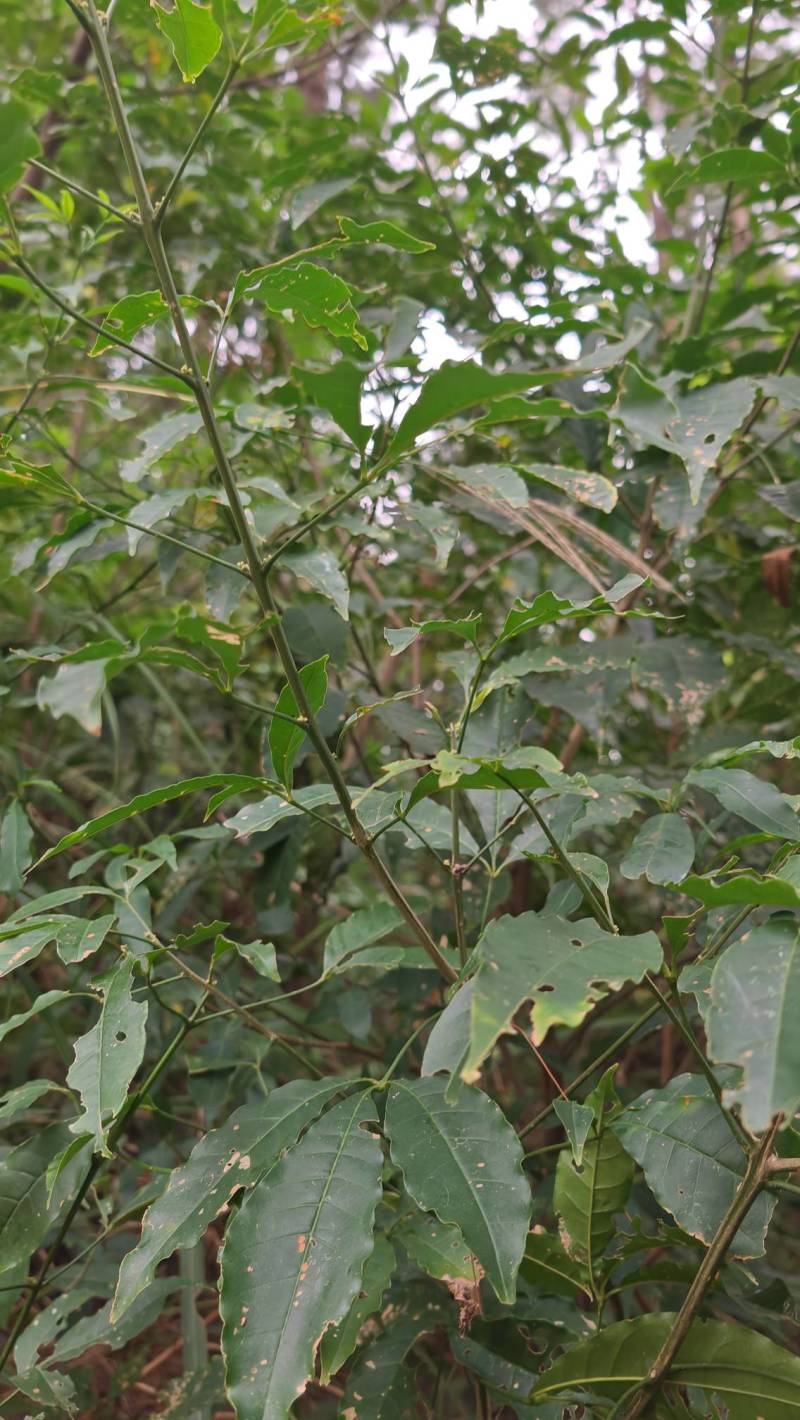 【三叉苦】原生药材，广西产地直发，货量充足接受预定