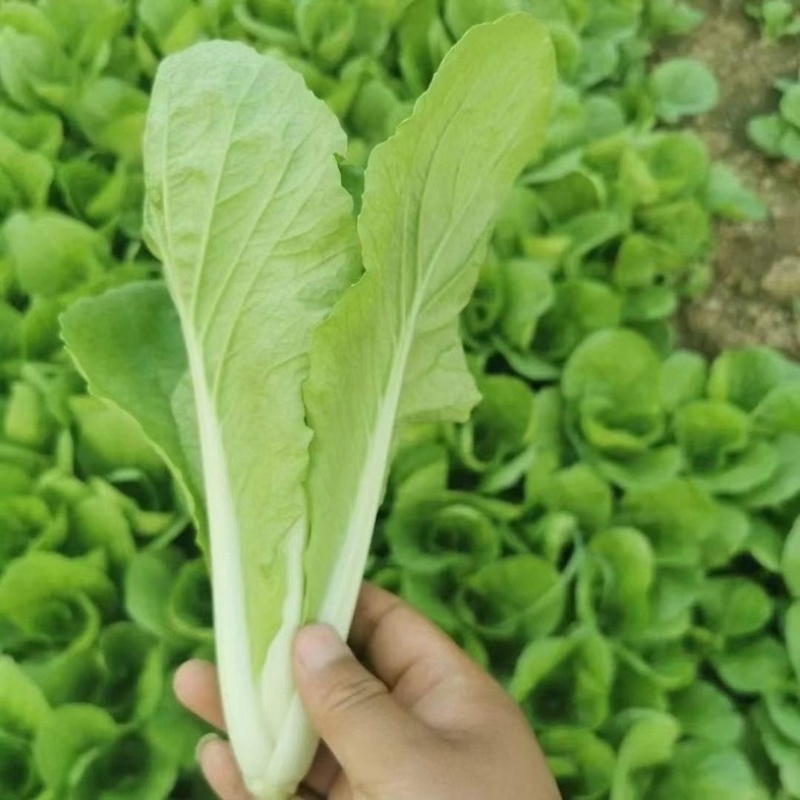 安徽小白菜快菜奶白菜新鲜采摘批发市场商超档口