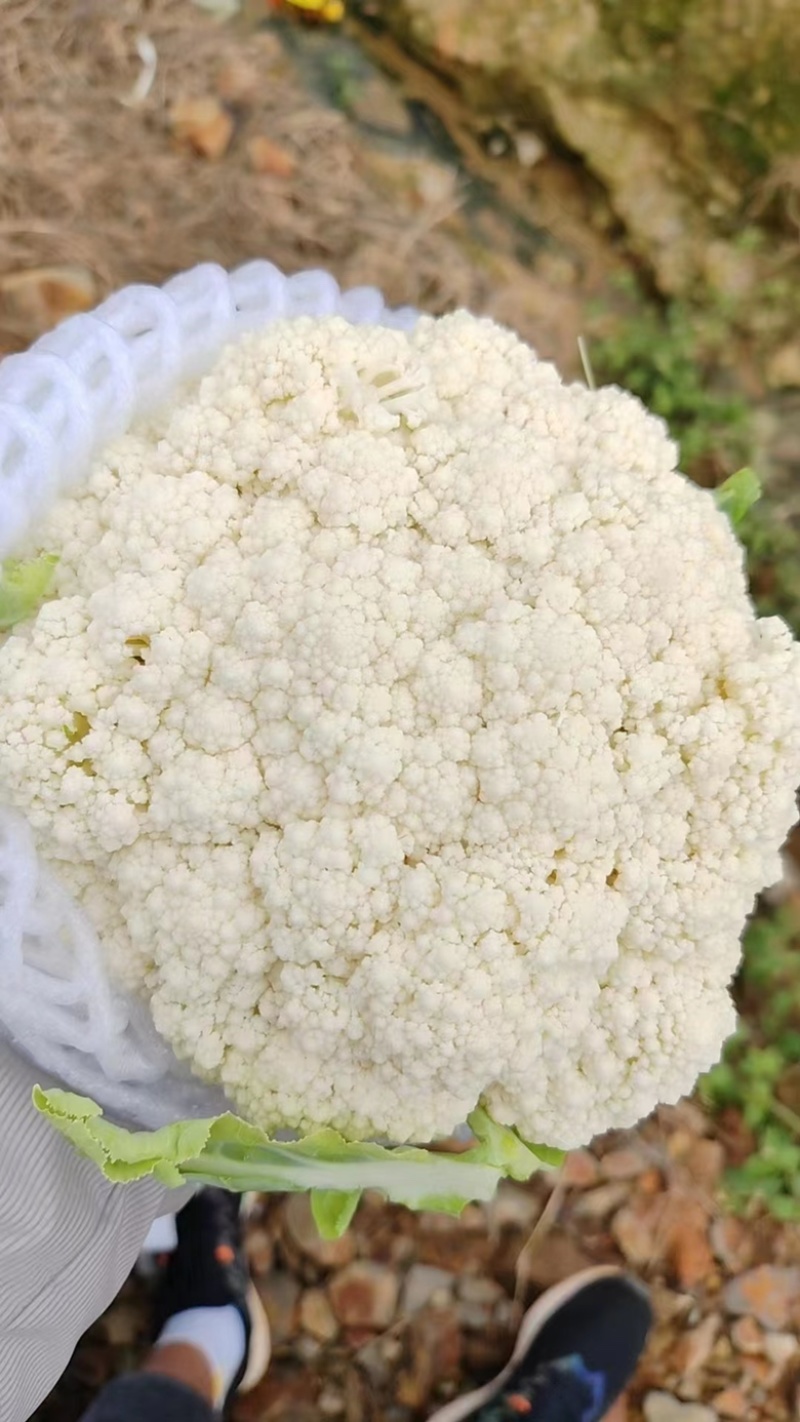 【推荐】河北精品花菜优质松花菜大量上市货源非常充足