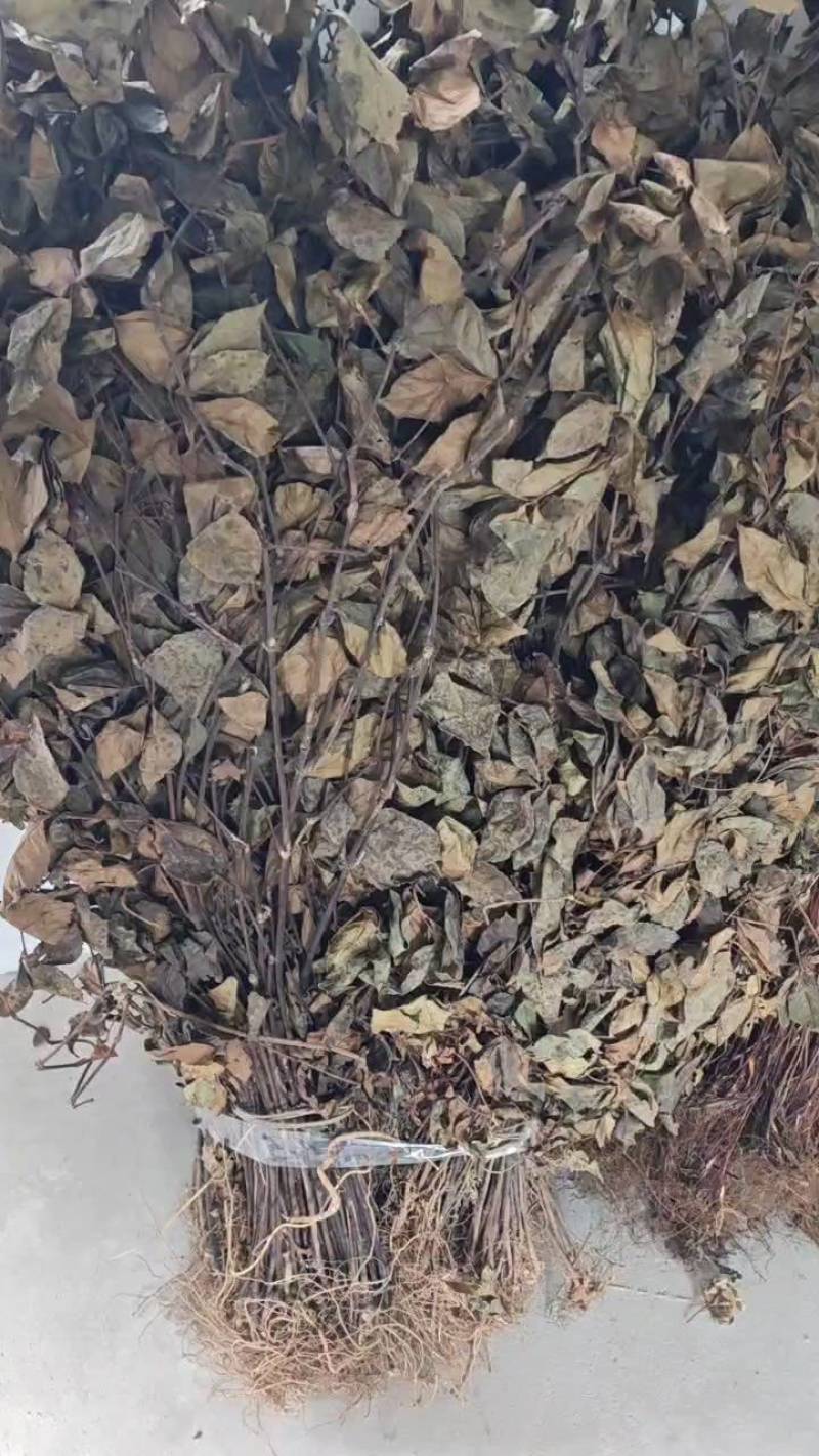 广西原生肿节风，货量充足，对接电商代发，批发，欢迎订购