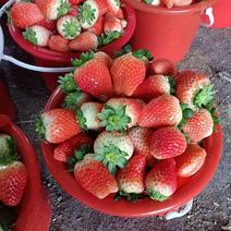 妙香草莓山东草莓大量上市规格齐全爱吃的欢迎采购