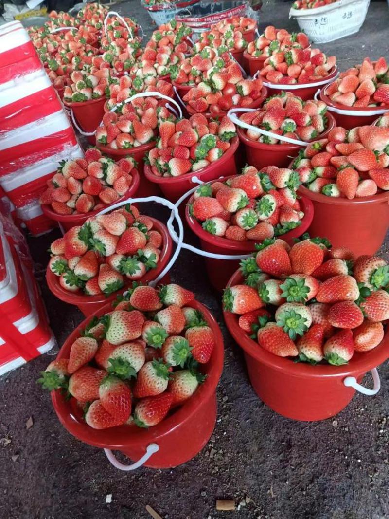 妙香草莓山东草莓大量上市规格齐全爱吃的欢迎采购