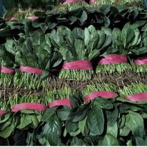 【实力】河南菠菜全国发货8至25厘米常年供应支持视频