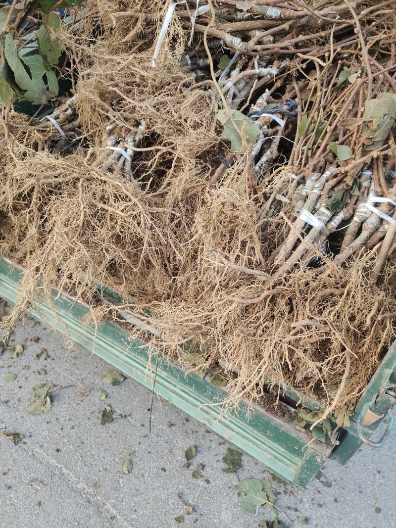 翠香猕猴苗！徐香猕猴桃苗！皮薄汁水多！糖度可达17.5度