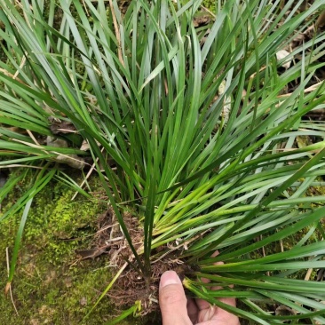 石菖蒲种苗