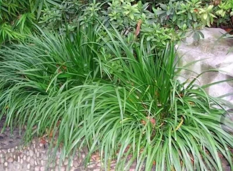 石菖蒲种苗