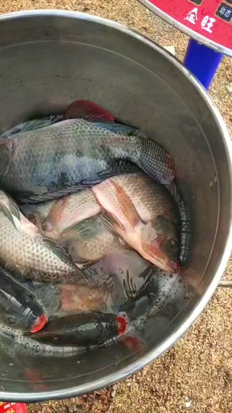罗非鱼