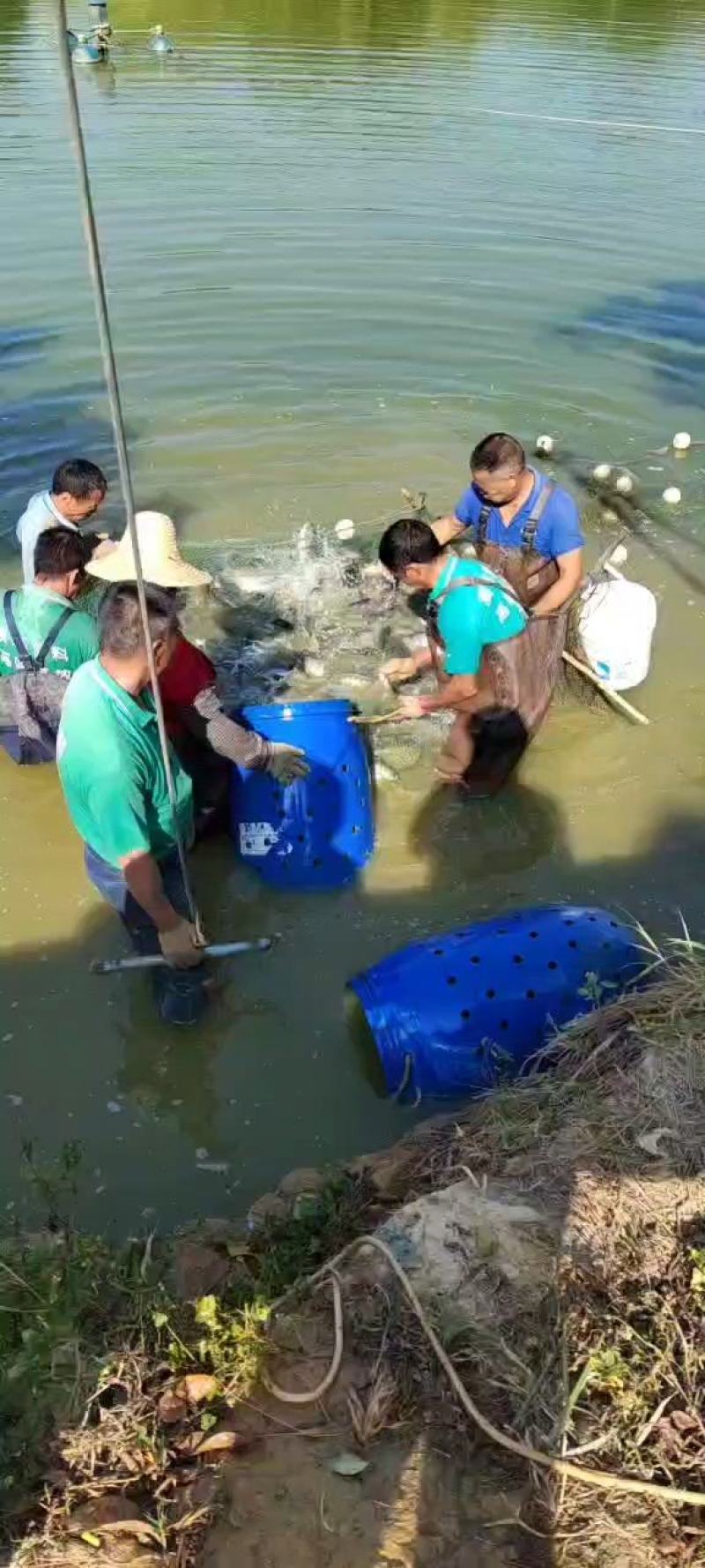 罗非鱼