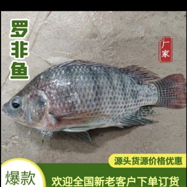 罗非鱼