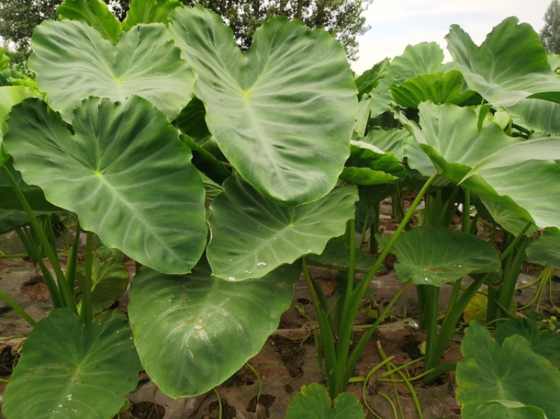 奶香芋头