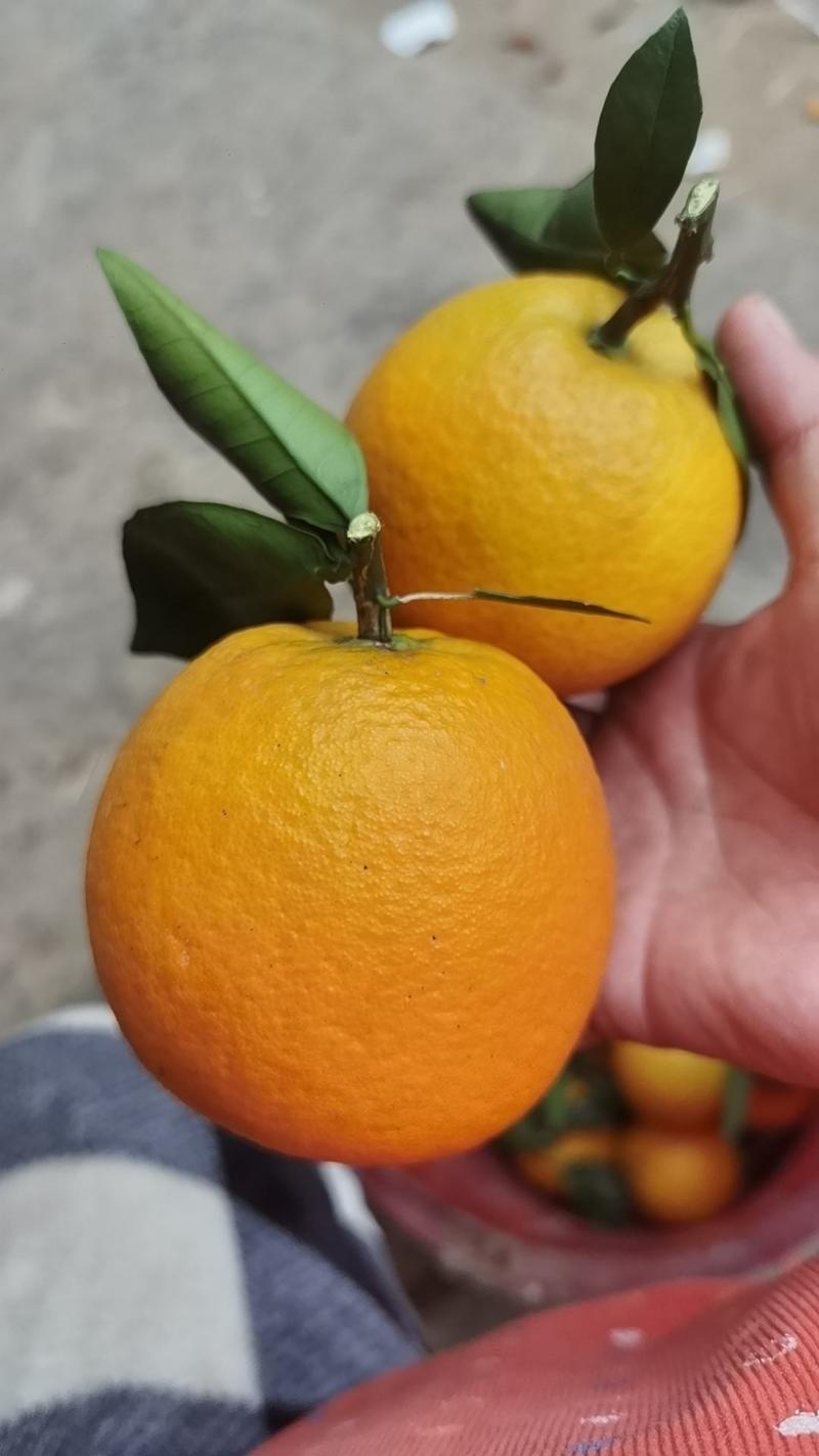 莨山脐橙