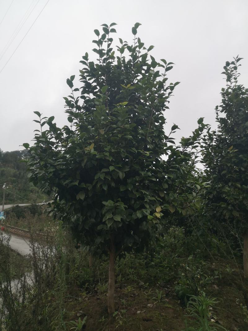 大红牡丹茶花