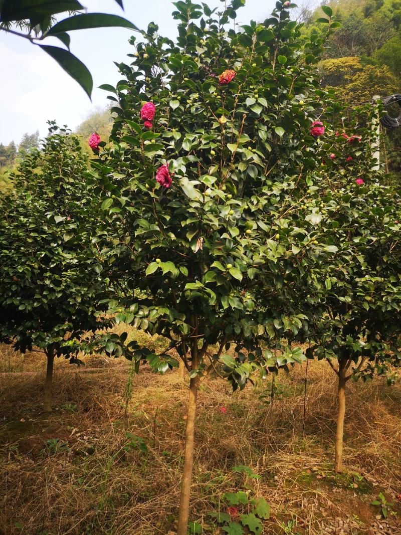 大红牡丹茶花