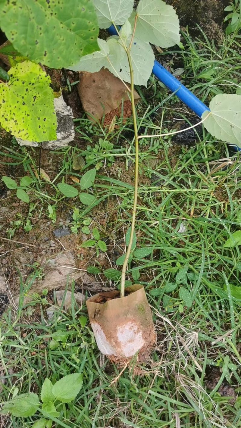 山桐子树苗货源充足基地直发量大从优欢迎老板选购全国接单
