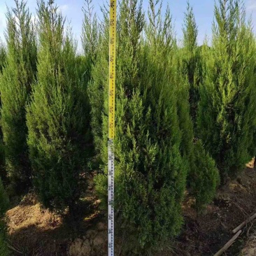 柏树苗货源充足产地直销量大优惠欢迎老板前来选购可视
