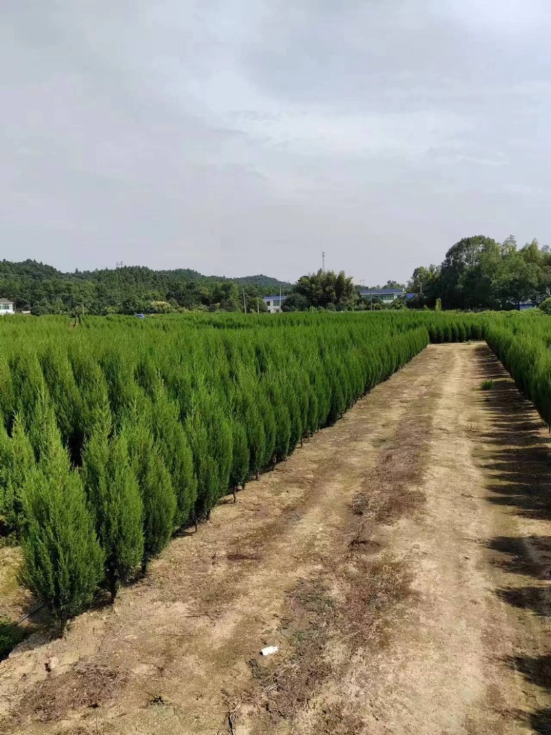 柏树苗货源充足产地直销量大优惠欢迎老板前来选购可视