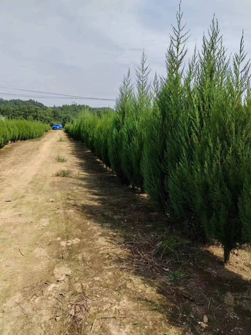 柏树苗货源充足产地直销量大优惠欢迎老板前来选购可视