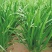头茬韭菜山东莘县韭菜之乡韭菜大量上市可视频看货品质保证