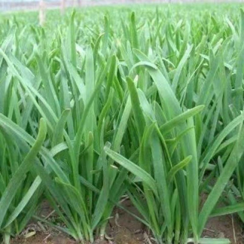 头茬韭菜山东莘县韭菜之乡韭菜大量上市可视频看货品质保证