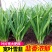 头茬韭菜山东莘县韭菜之乡韭菜大量上市可视频看货品质保证