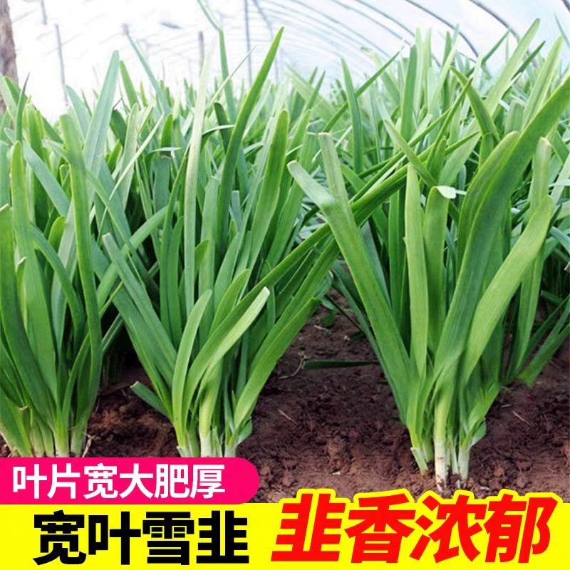 头茬韭菜山东莘县韭菜之乡韭菜大量上市可视频看货品质保证