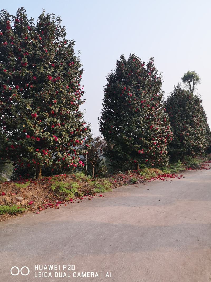 茶花树（大量供应基地直销各种规格的茶花树）