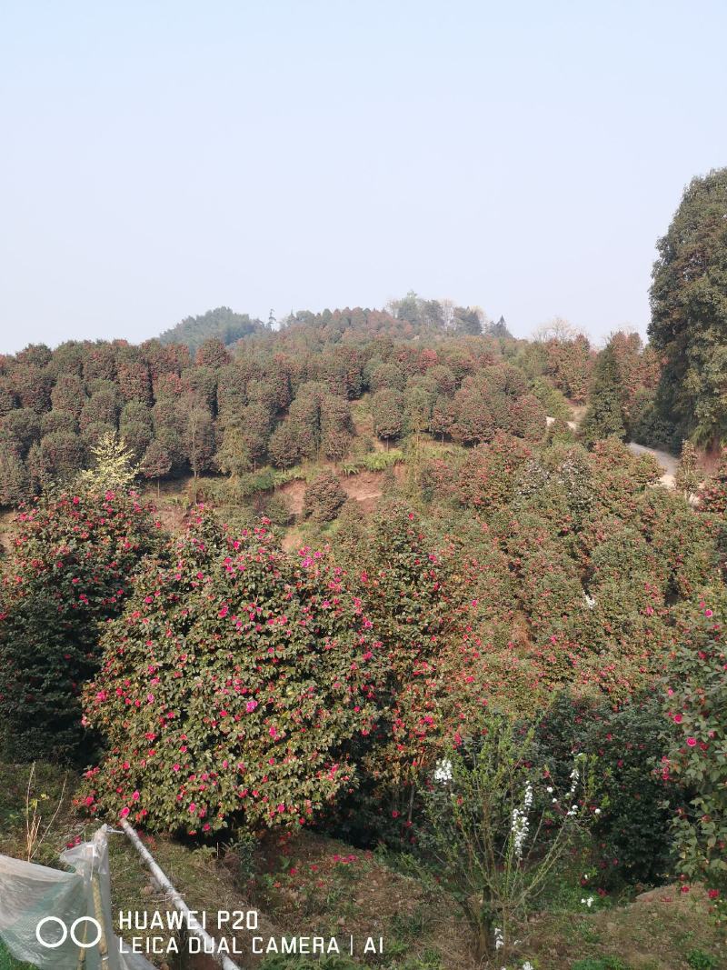 茶花树（大量供应基地直销各种规格的茶花树）