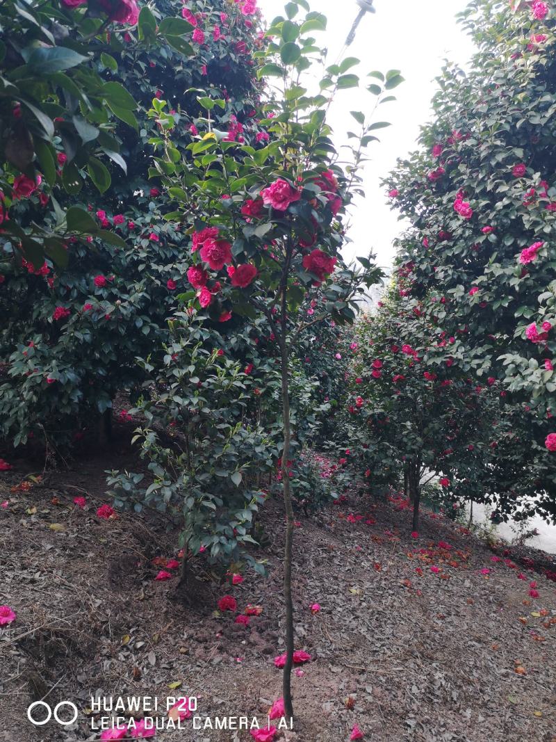 茶花树（大量供应基地直销各种规格的茶花树）