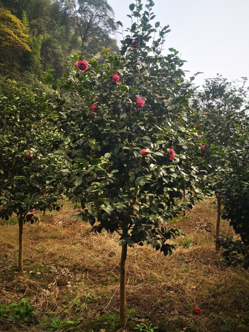 茶花树（大量供应基地直销各种规格的茶花树）