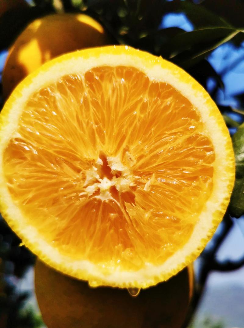 木瓜蜜丁橙