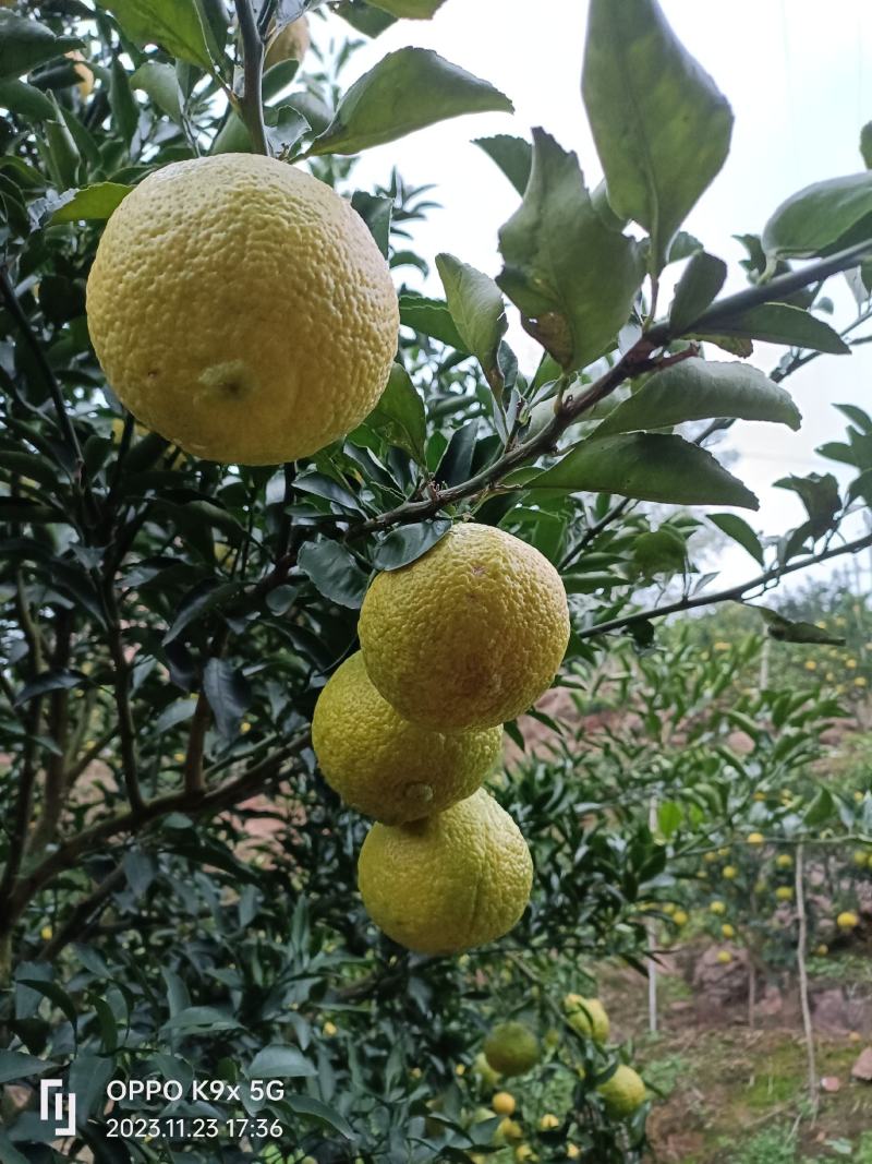 黄金贡抽