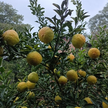 黄金贡抽