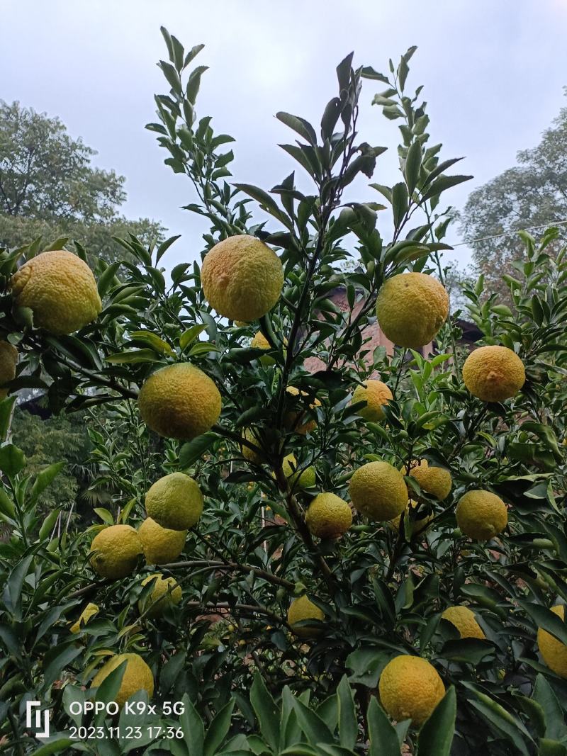 黄金贡抽