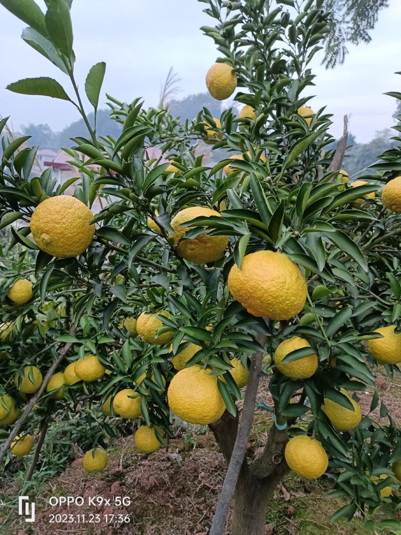 黄金贡抽