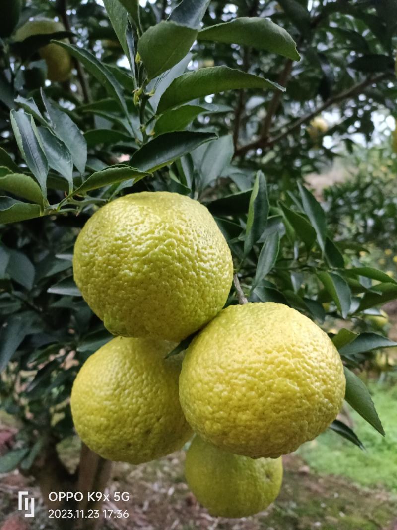 黄金贡抽