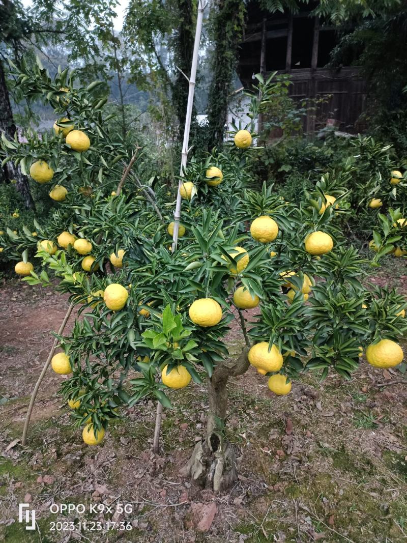 黄金贡抽