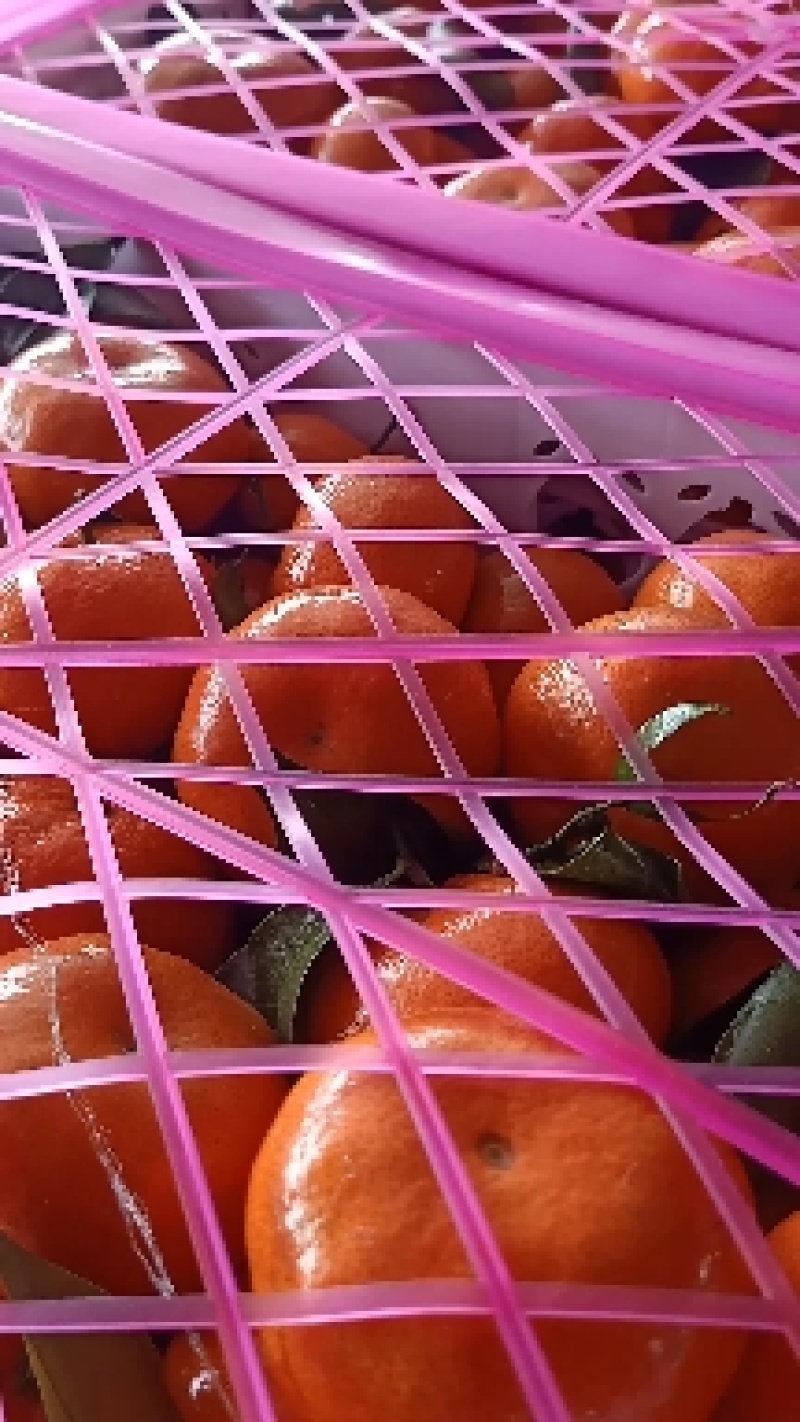 广西桂林荔浦贺州大量沃柑货源充足口感好欢迎来电专业代办.