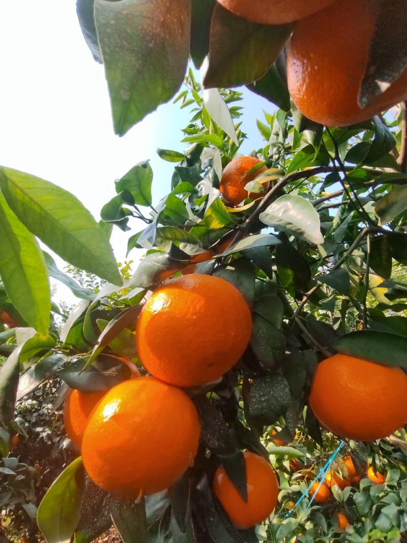 广西桂林荔浦贺州大量沃柑货源充足口感好欢迎来电专业代办.