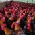 散养瑶鸡130日龄