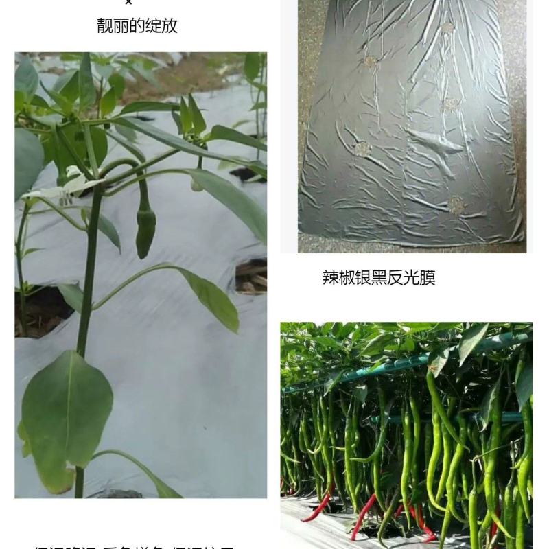 农用地膜打孔地膜