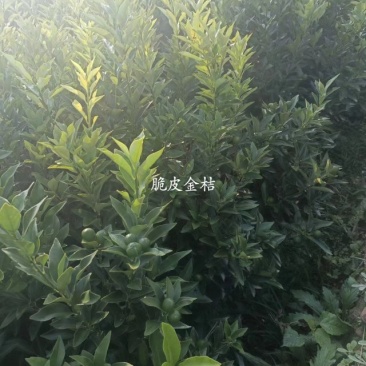 脆皮金桔果苗