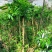 竹柏盆栽（小苗小树大树）