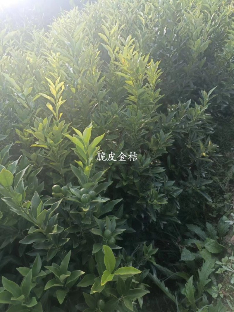 脆皮金桔果苗