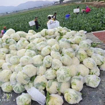 有机花大量供应超市电商批发市场坏损包赔