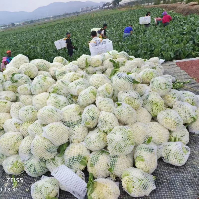 有机花大量供应超市电商批发市场坏损包赔