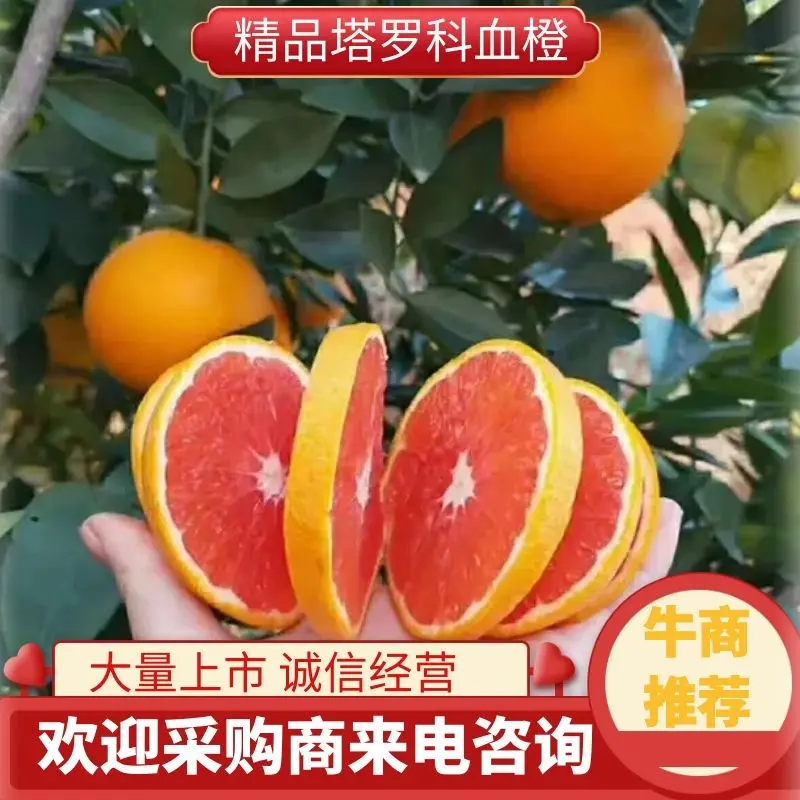 正宗塔罗科血橙坏果包赔现摘精选果，口感好鲜嫩多汁