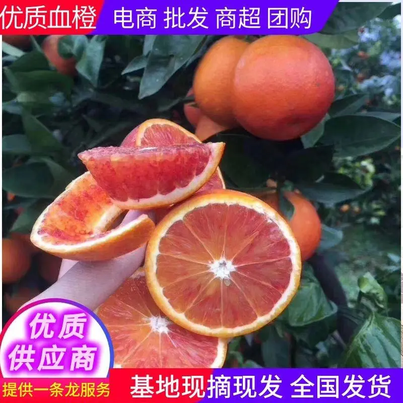 正宗塔罗科血橙坏果包赔现摘精选果，口感好鲜嫩多汁