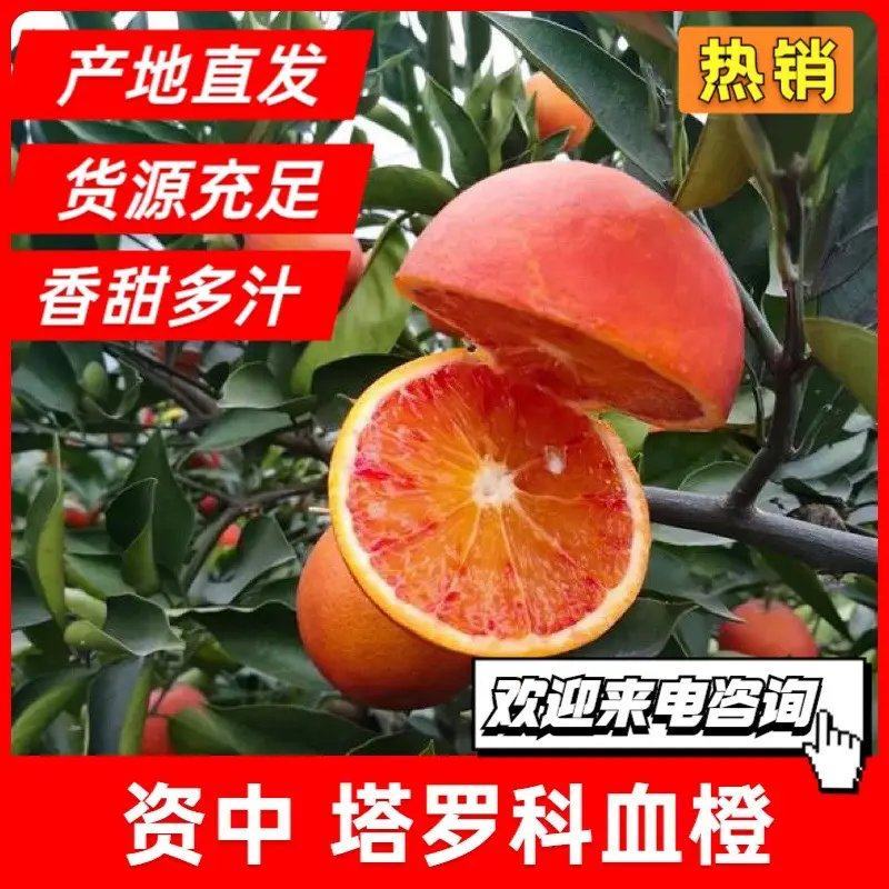 正宗塔罗科血橙坏果包赔现摘精选果，口感好鲜嫩多汁
