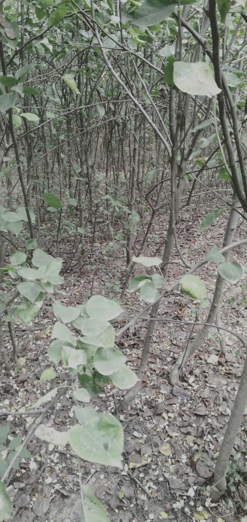 梨树苗大量批发，规格齐全，品种齐全，0.8一2公分。
